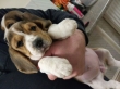 Beagle-Puppies-Ready-Now